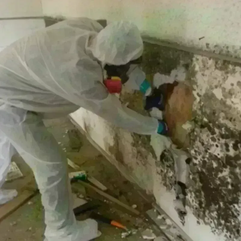 Mold Remediation and Removal in Citrus Heights, CA